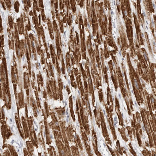 COX5A Antibody in Immunohistochemistry (Paraffin) (IHC (P))