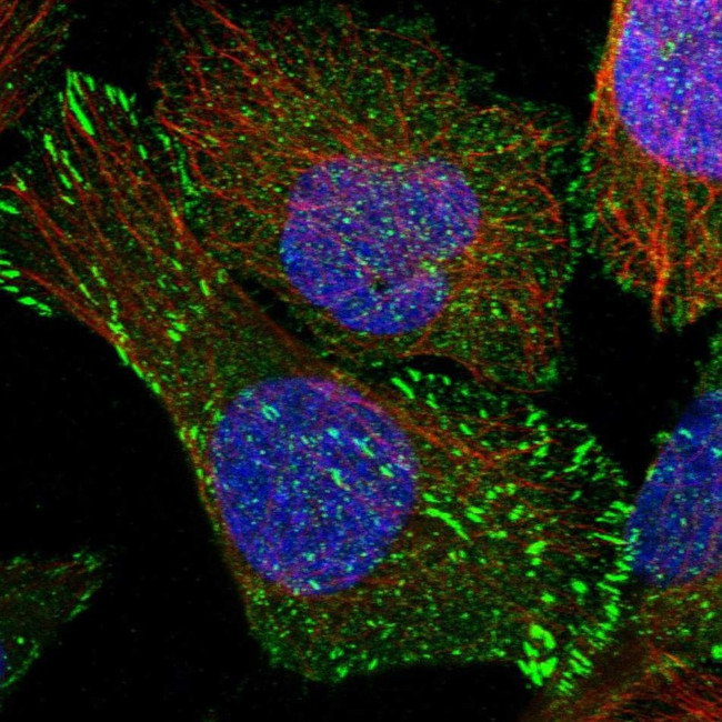 SORBS1 Antibody in Immunocytochemistry (ICC/IF)