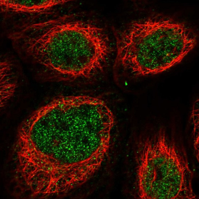 Nkx3.2 Antibody in Immunocytochemistry (ICC/IF)