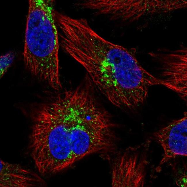 MRPL55 Antibody in Immunocytochemistry (ICC/IF)