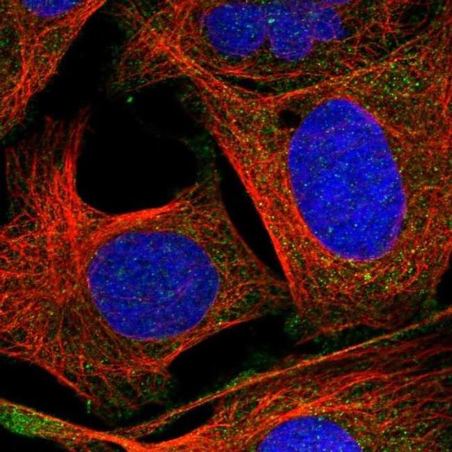 SNAP47 Antibody in Immunocytochemistry (ICC/IF)