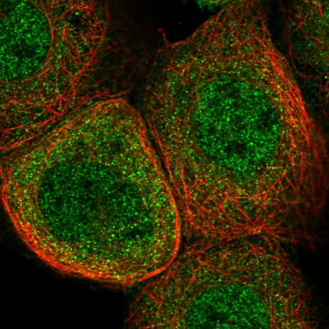 SRGAP2 Antibody in Immunocytochemistry (ICC/IF)