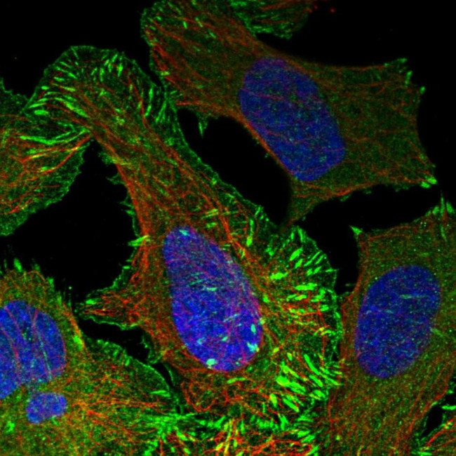 ENAH Antibody in Immunocytochemistry (ICC/IF)