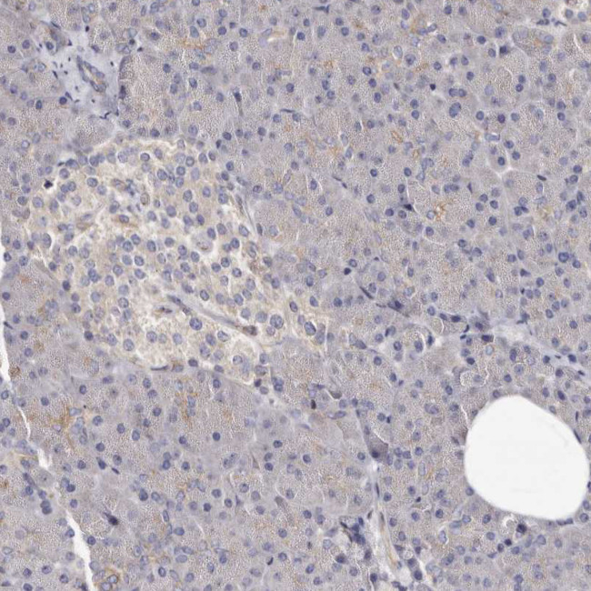 LUZP1 Antibody in Immunohistochemistry (Paraffin) (IHC (P))