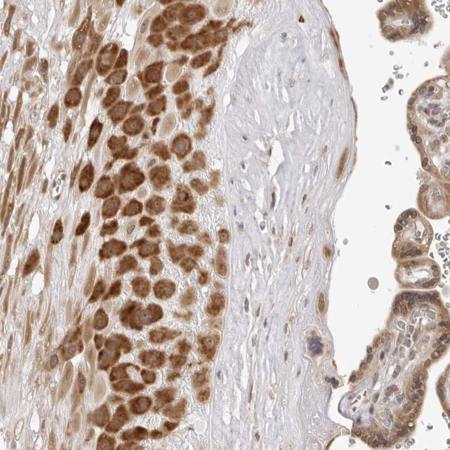 ZC3H11A Antibody in Immunohistochemistry (Paraffin) (IHC (P))