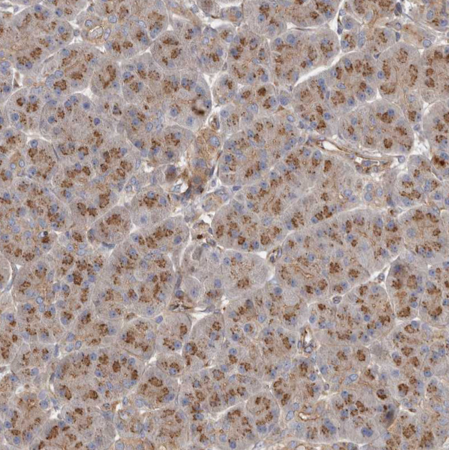 LUZP1 Antibody in Immunohistochemistry (Paraffin) (IHC (P))