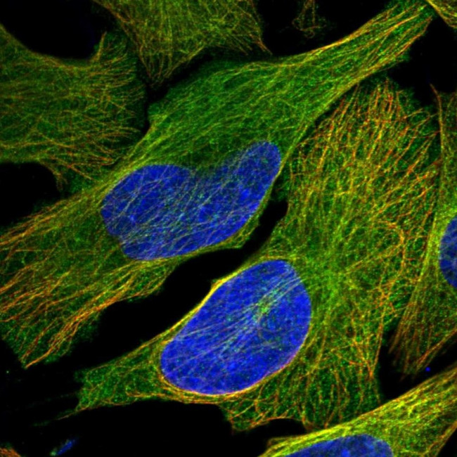 KIF26B Antibody in Immunocytochemistry (ICC/IF)