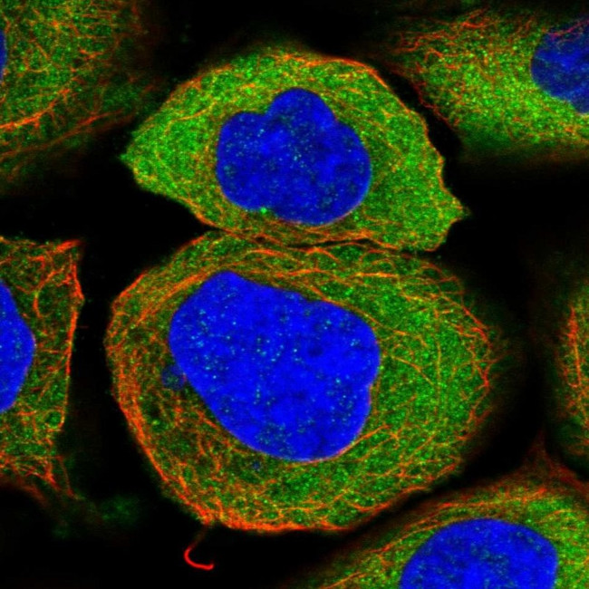 Annexin A9 Antibody in Immunocytochemistry (ICC/IF)