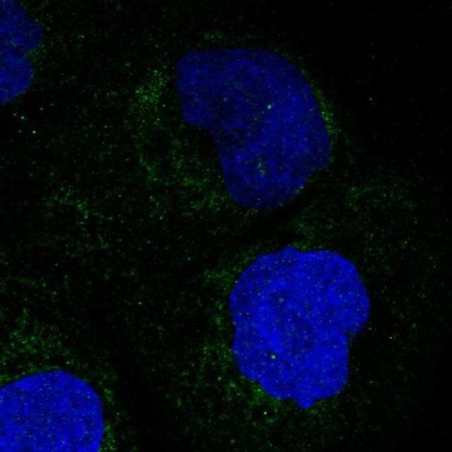 MOSC1 Antibody in Immunocytochemistry (ICC/IF)