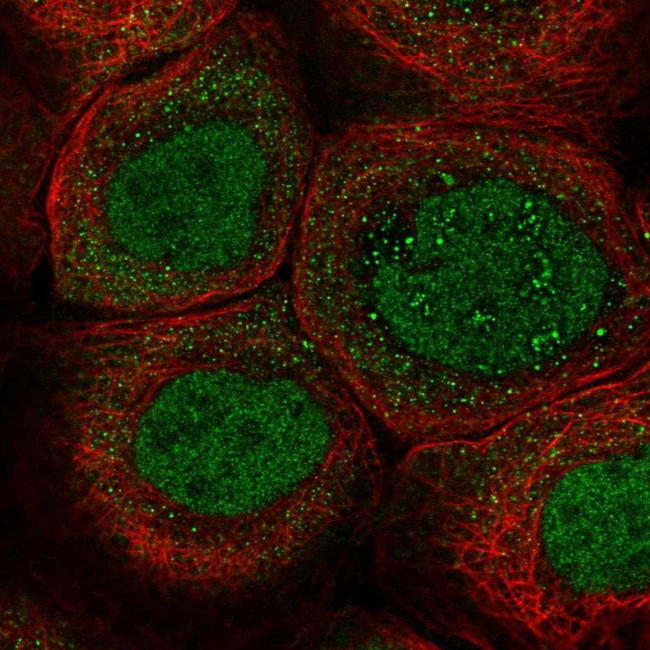 ZNF260 Antibody in Immunocytochemistry (ICC/IF)