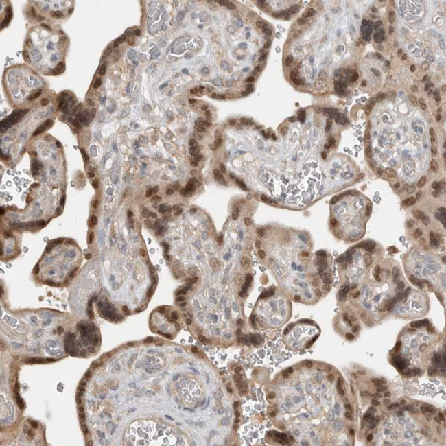 TEF5 Antibody in Immunohistochemistry (Paraffin) (IHC (P))