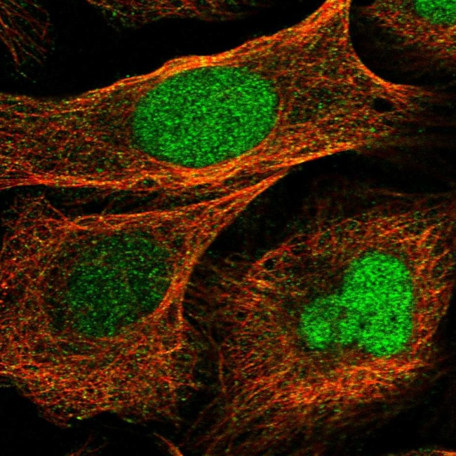 BUD31 Antibody in Immunocytochemistry (ICC/IF)