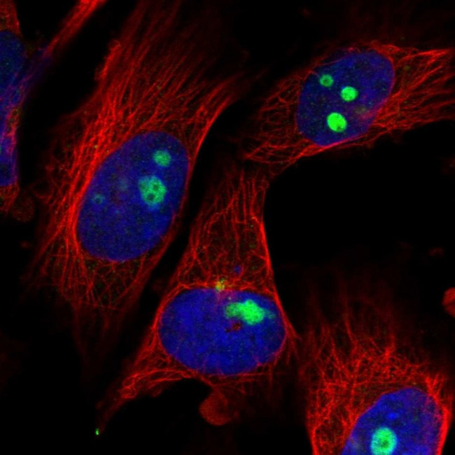 ZNF519 Antibody in Immunocytochemistry (ICC/IF)