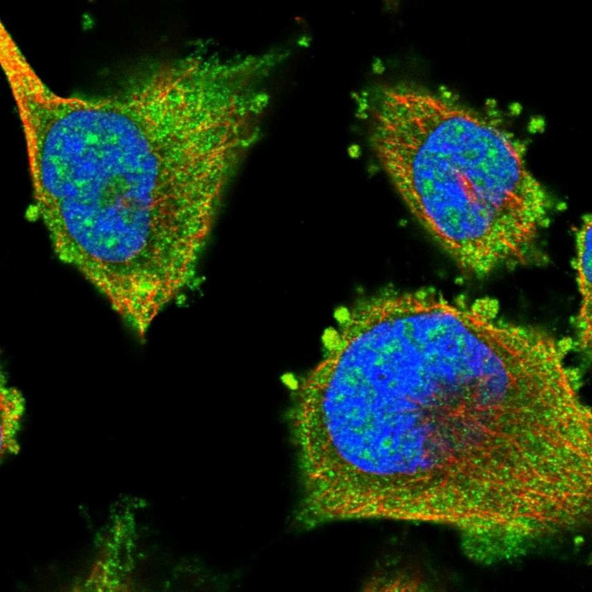 LRRC16A Antibody in Immunocytochemistry (ICC/IF)