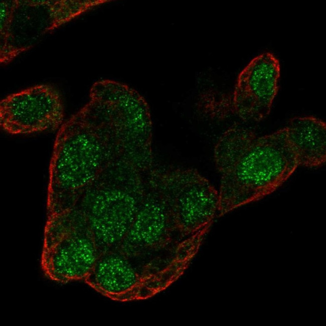 RGN Antibody in Immunocytochemistry (ICC/IF)