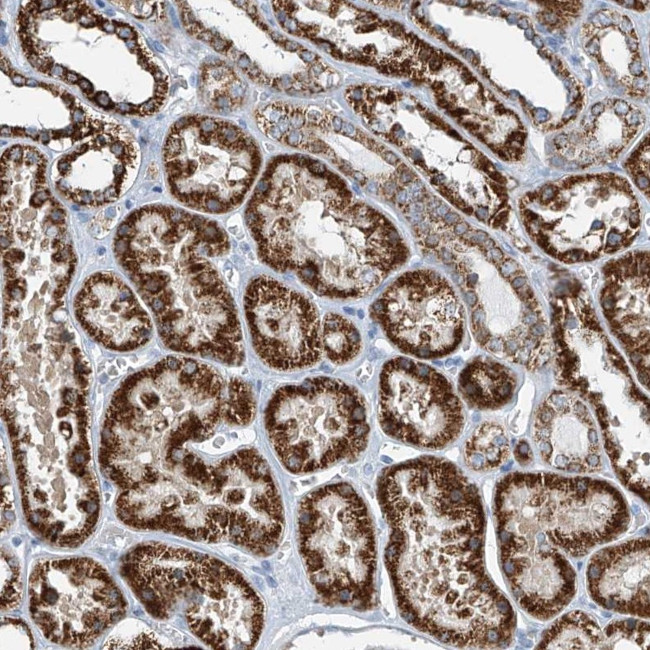 FGD2 Antibody in Immunohistochemistry (Paraffin) (IHC (P))