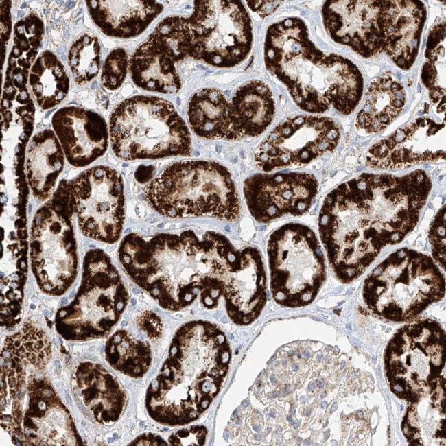 Cystatin 9 Antibody in Immunohistochemistry (Paraffin) (IHC (P))