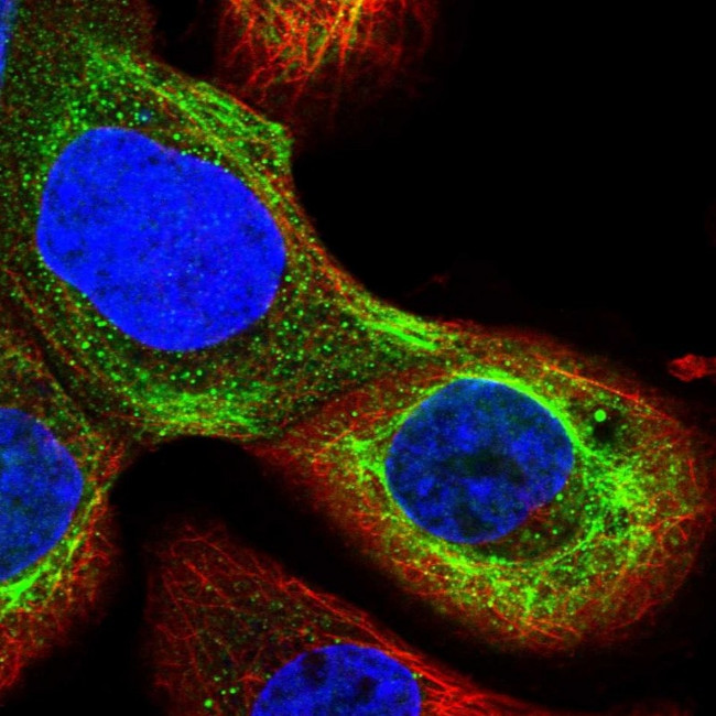 USP47 Antibody in Immunocytochemistry (ICC/IF)