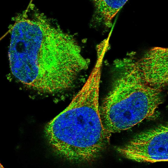 TCP-1 theta Antibody in Immunocytochemistry (ICC/IF)