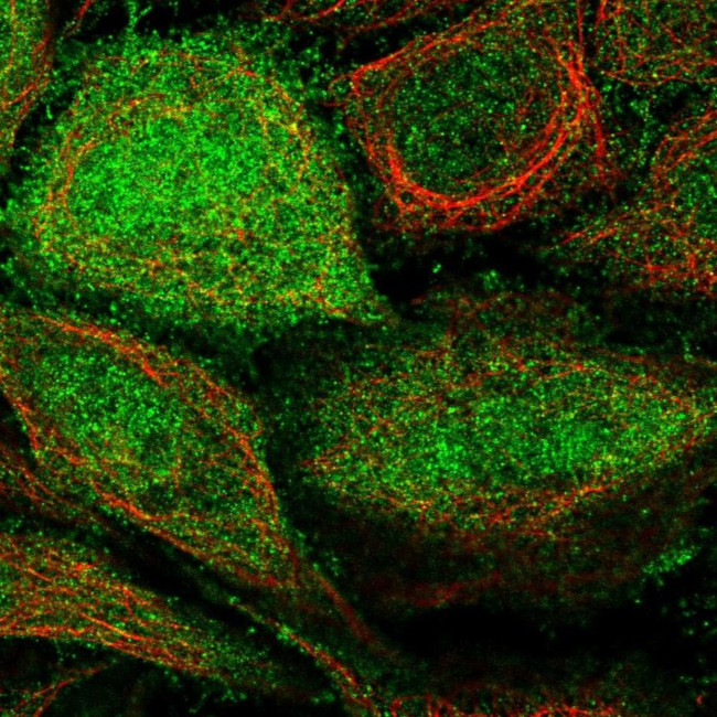 GEF5 Antibody in Immunocytochemistry (ICC/IF)