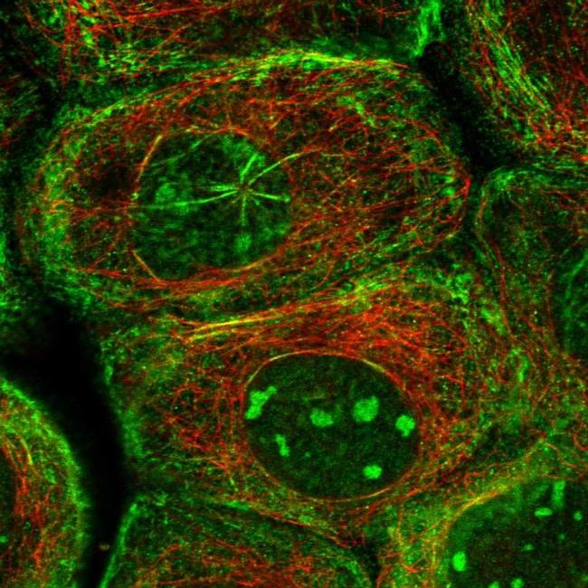 Septin-7 Antibody in Immunocytochemistry (ICC/IF)