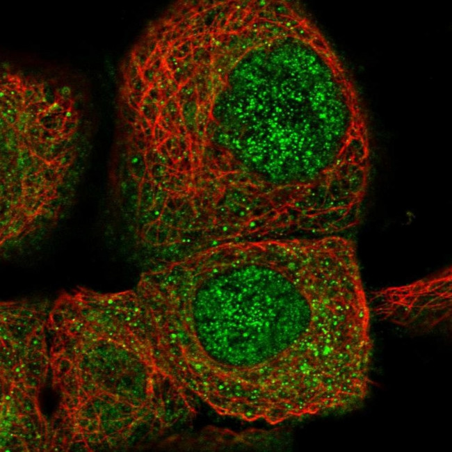 CPNE3 Antibody in Immunocytochemistry (ICC/IF)