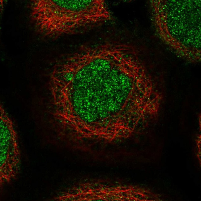 USP45 Antibody in Immunocytochemistry (ICC/IF)