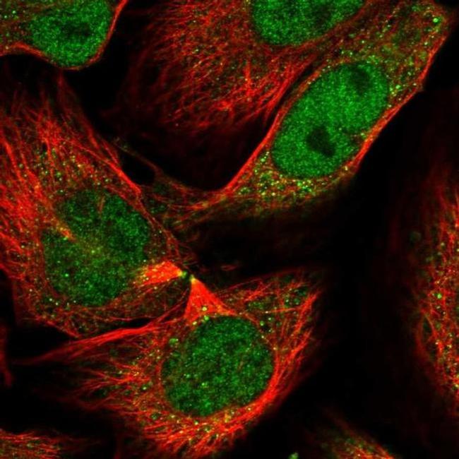 LAP3 Antibody in Immunocytochemistry (ICC/IF)