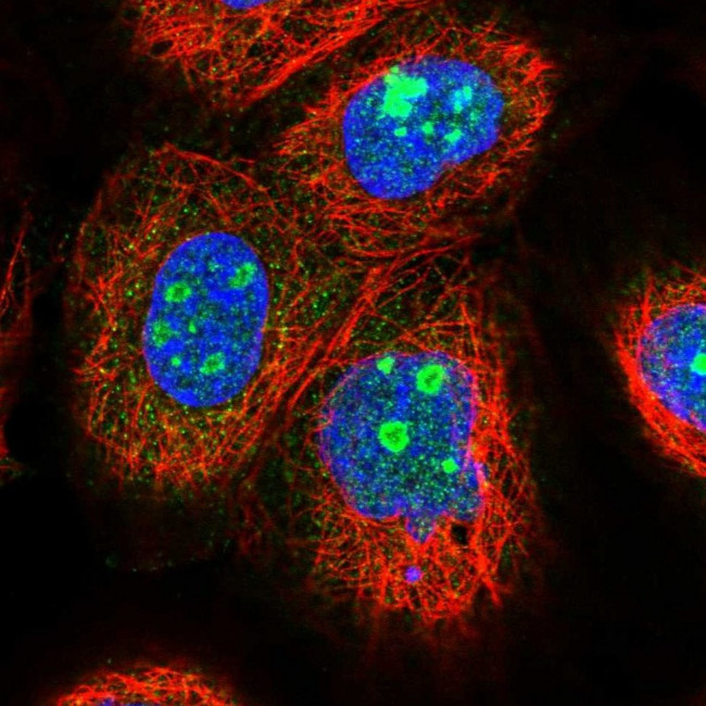 EFCAB7 Antibody in Immunocytochemistry (ICC/IF)