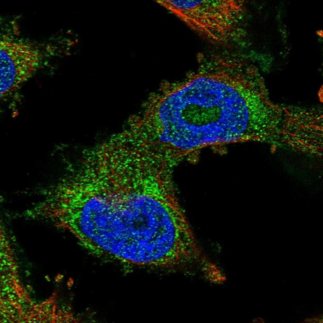 PDSS2 Antibody in Immunocytochemistry (ICC/IF)