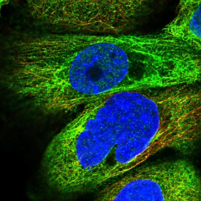 MAP7 Antibody in Immunocytochemistry (ICC/IF)