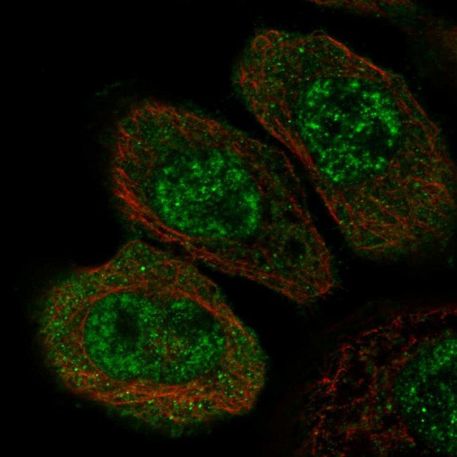 ZNF543 Antibody in Immunocytochemistry (ICC/IF)