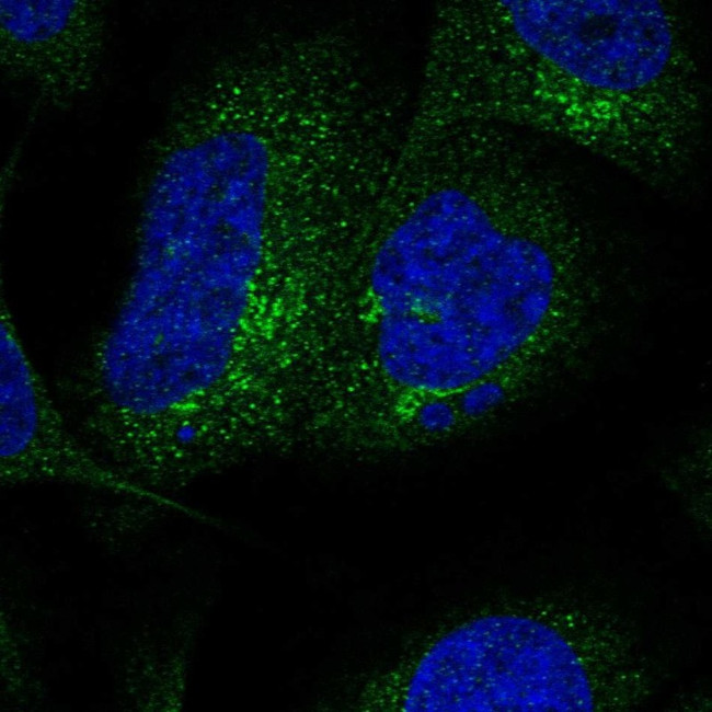 SLC26A11 Antibody in Immunocytochemistry (ICC/IF)