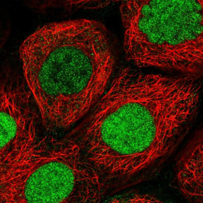 XPO5 Antibody in Immunocytochemistry (ICC/IF)