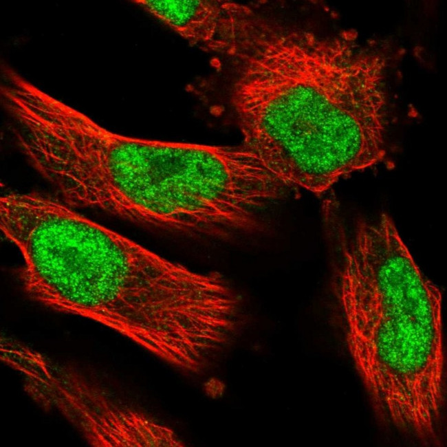 NUFIP1 Antibody in Immunocytochemistry (ICC/IF)