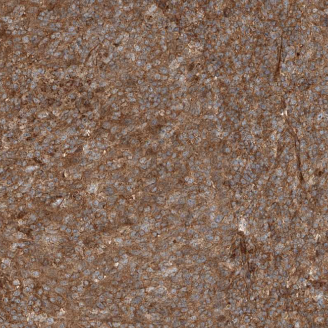 USP48 Antibody in Immunohistochemistry (Paraffin) (IHC (P))