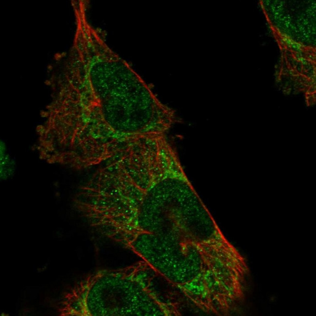 USP48 Antibody in Immunocytochemistry (ICC/IF)