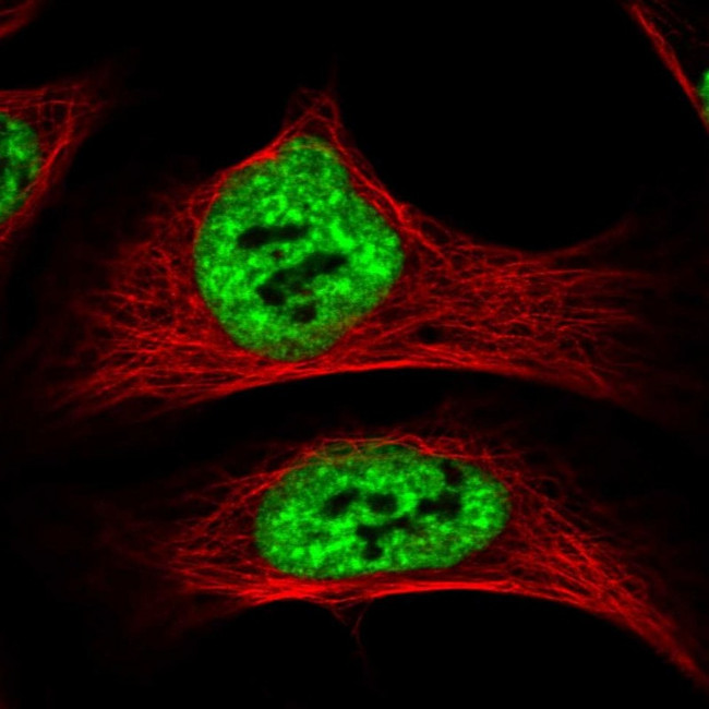 SF3A1 Antibody in Immunocytochemistry (ICC/IF)