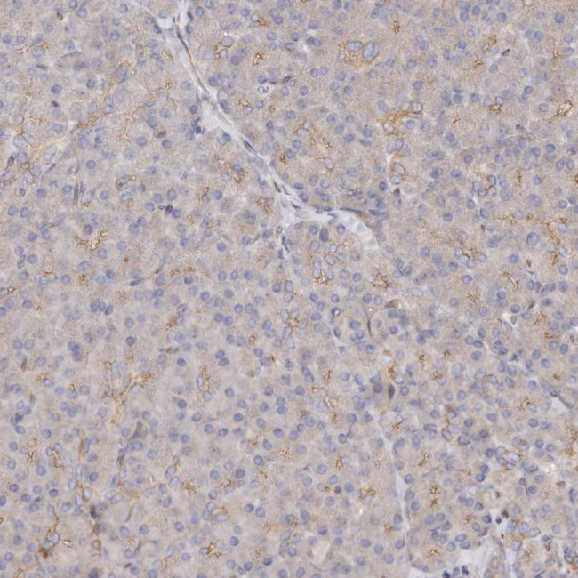 GBP4 Antibody in Immunohistochemistry (Paraffin) (IHC (P))