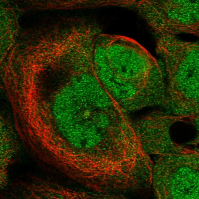 HSPB11 Antibody in Immunocytochemistry (ICC/IF)