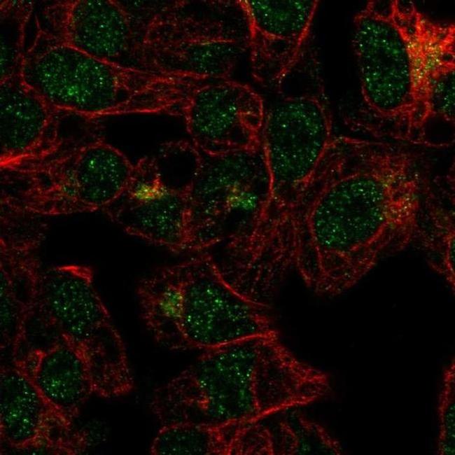 FBXO31 Antibody in Immunocytochemistry (ICC/IF)