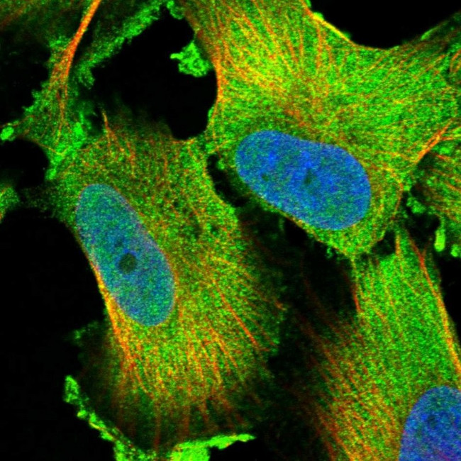 LTV1 Homolog Antibody in Immunocytochemistry (ICC/IF)