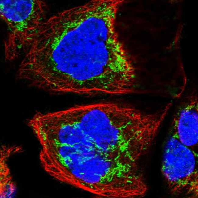 KLC4 Antibody in Immunocytochemistry (ICC/IF)