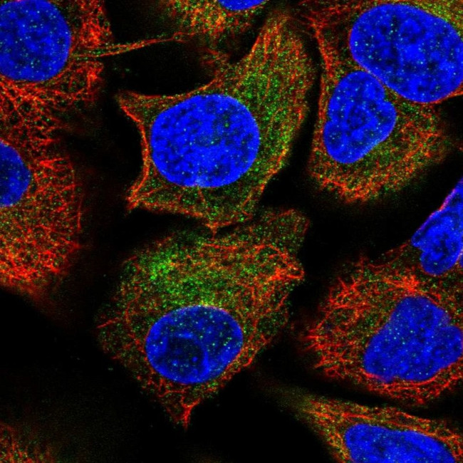 PSMB10 Antibody in Immunocytochemistry (ICC/IF)