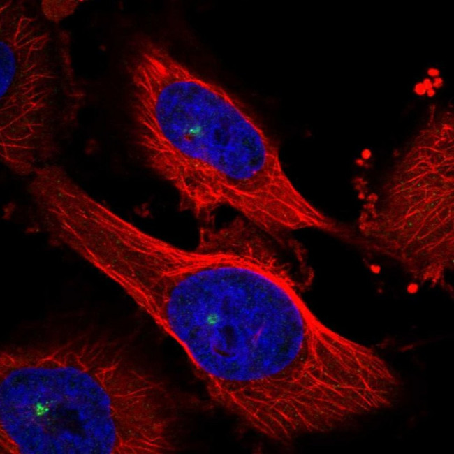 MAP4K3 Antibody in Immunocytochemistry (ICC/IF)