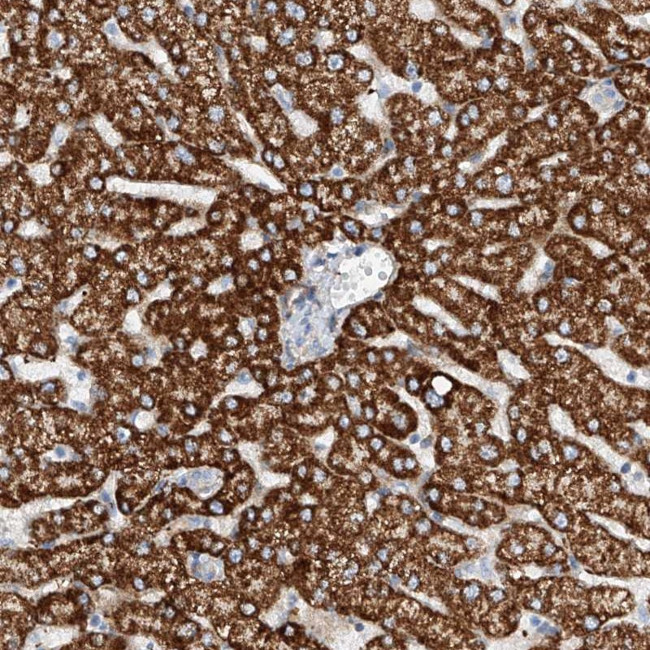 TAS2R60 Antibody in Immunohistochemistry (Paraffin) (IHC (P))