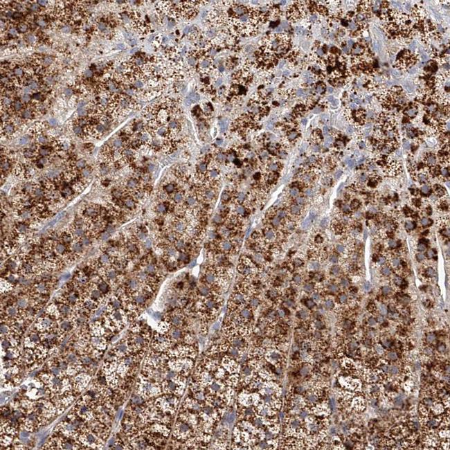 SLC35D3 Antibody in Immunohistochemistry (IHC)