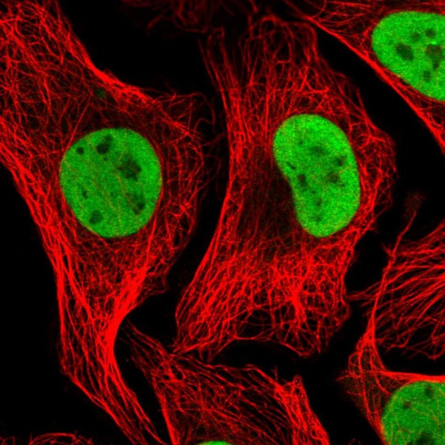 NASP Antibody in Immunocytochemistry (ICC/IF)