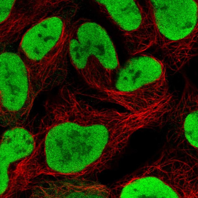 NASP Antibody in Immunocytochemistry (ICC/IF)