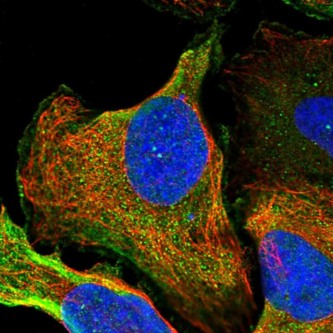 ZNF227 Antibody in Immunocytochemistry (ICC/IF)